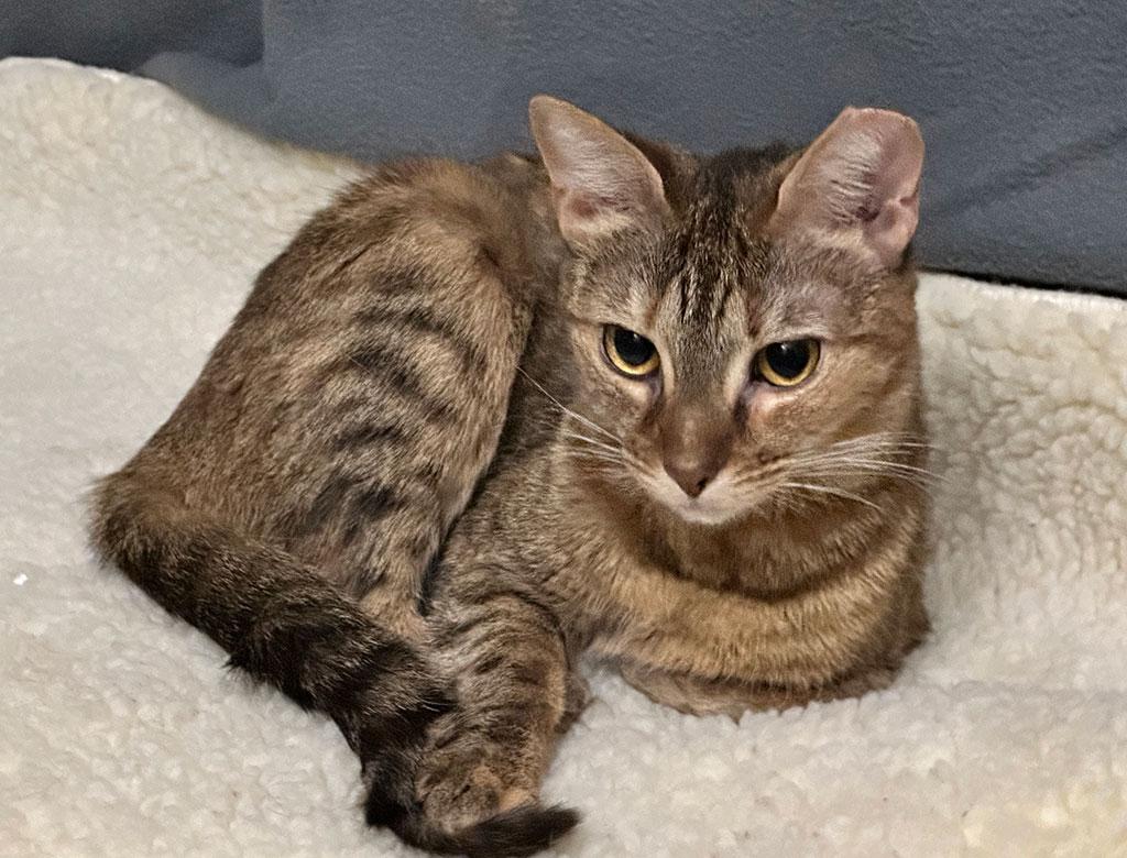 Enlarge Adopted! Meow Meow, a Adoptable Domestic Short Hair in Bowie, MD image 2/4