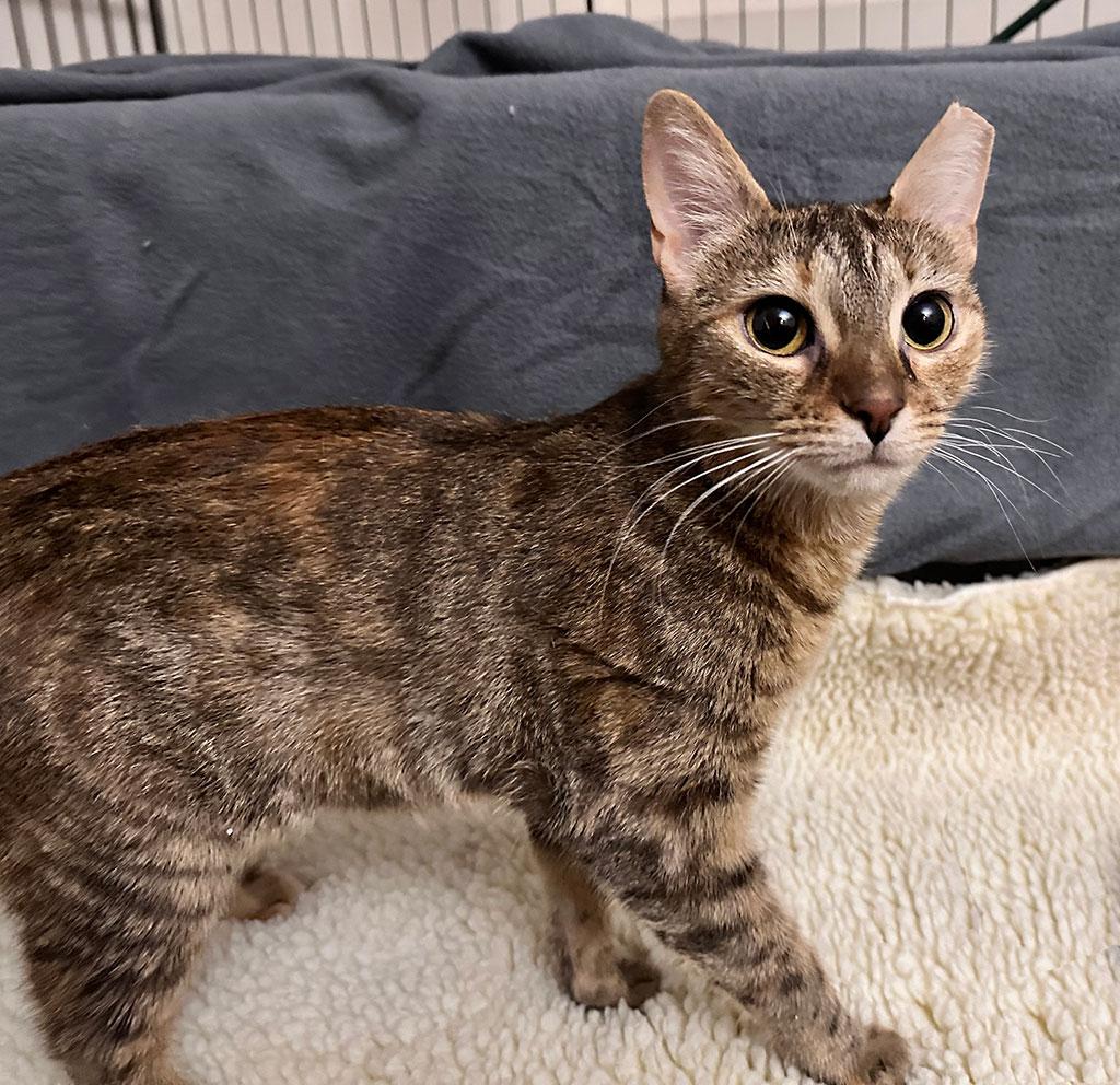 Enlarge Adopted! Meow Meow, a Adoptable Domestic Short Hair in Bowie, MD image 3/4