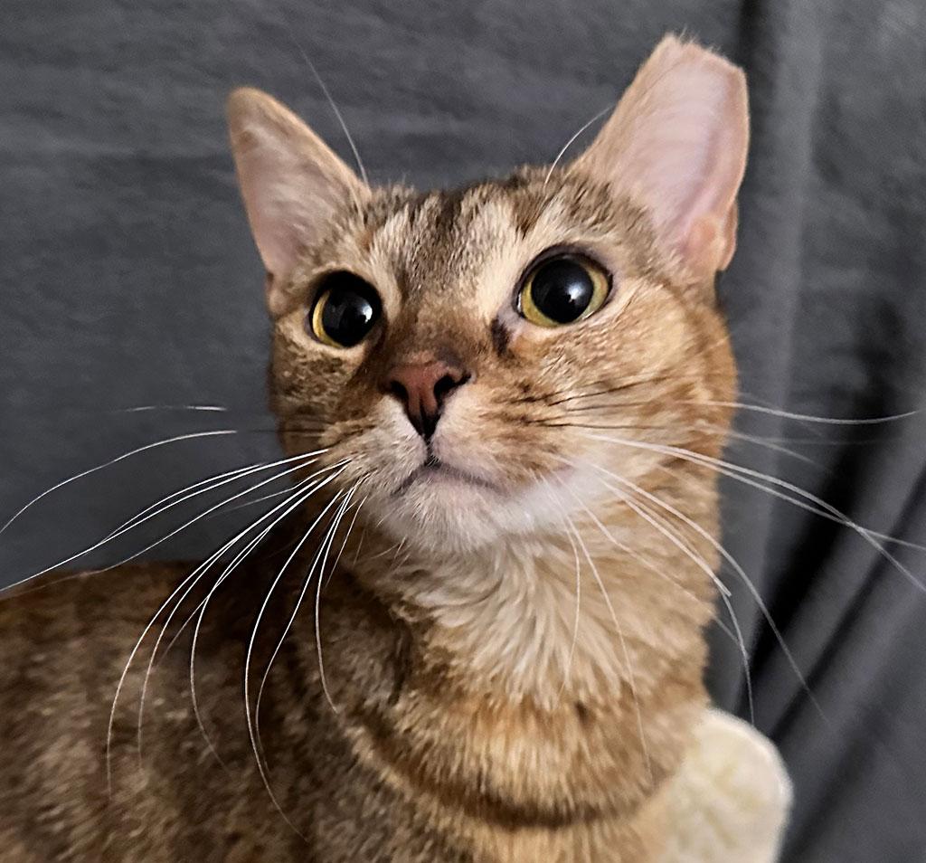 Enlarge Adopted! Meow Meow, a Adoptable Domestic Short Hair in Bowie, MD image 4/4