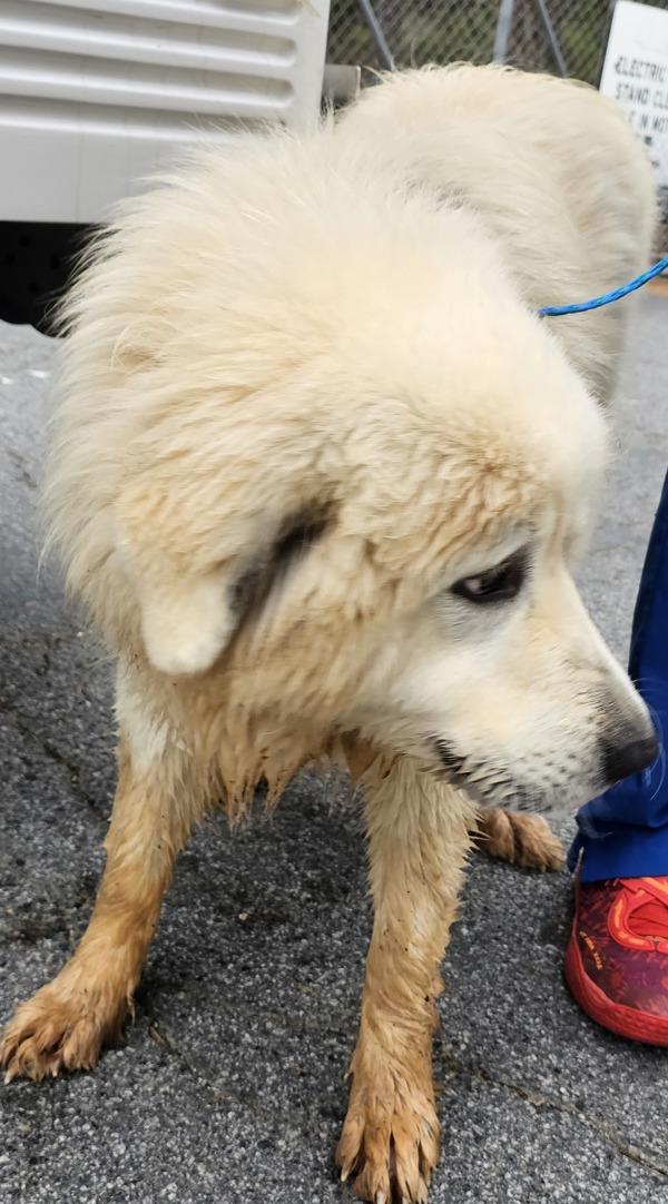 Enlarge 26-02-0493 Greg, a Adoptable mixed breed in Dallas, GA image 1/1