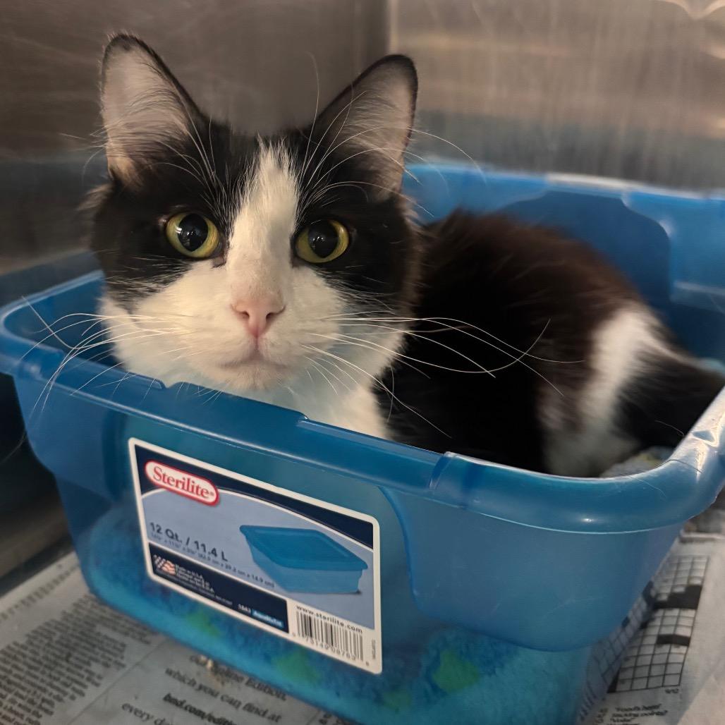 Oreo, Adoptable, Young Female Domestic Medium Hair.