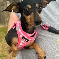 Lucy - Coming in February, a ADOPTABLE Chiweenie in Plano, TX image 1/4