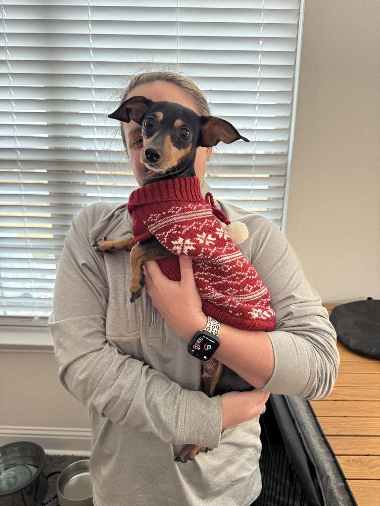 Lucy - Coming in February, a ADOPTABLE Chiweenie in Plano, TX image 3/4