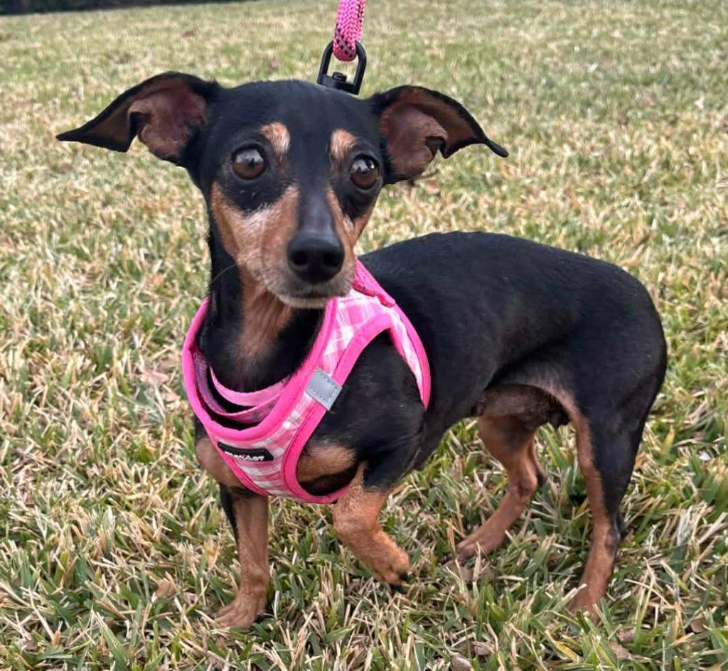 Lucy - Coming in February, a ADOPTABLE Chiweenie in Plano, TX image 2/4