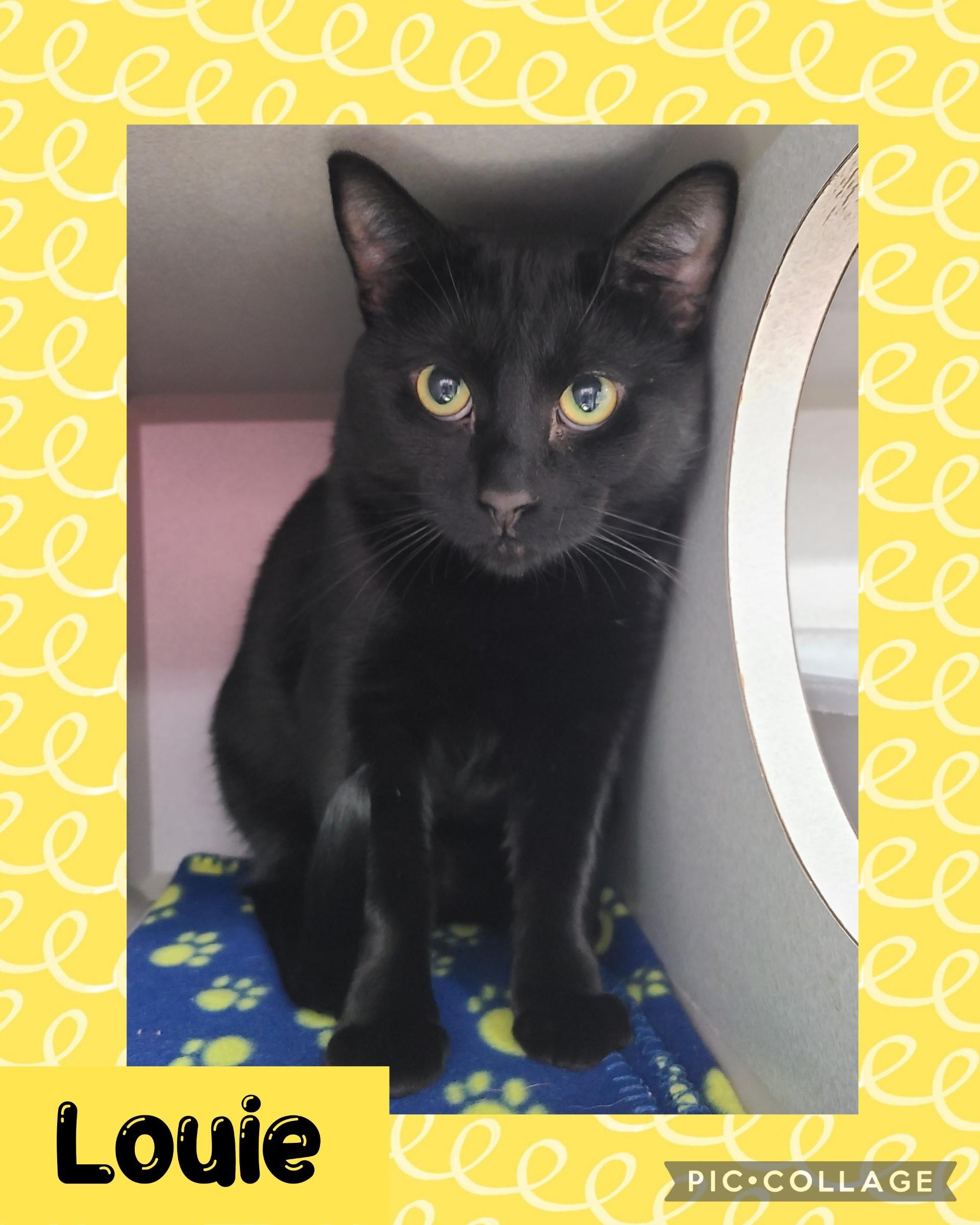 Louie, an adoptable Domestic Long Hair in Iron River, MI, 49935 | Photo Image 1