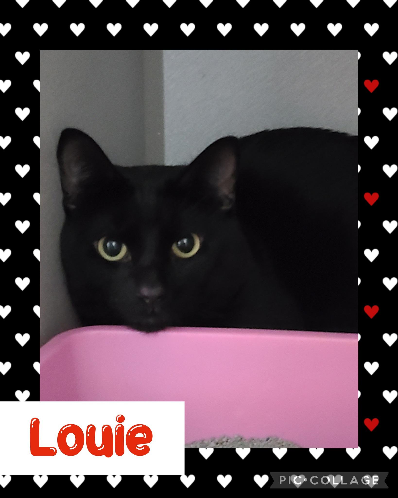 Louie, an adoptable Domestic Long Hair in Iron River, MI, 49935 | Photo Image 1