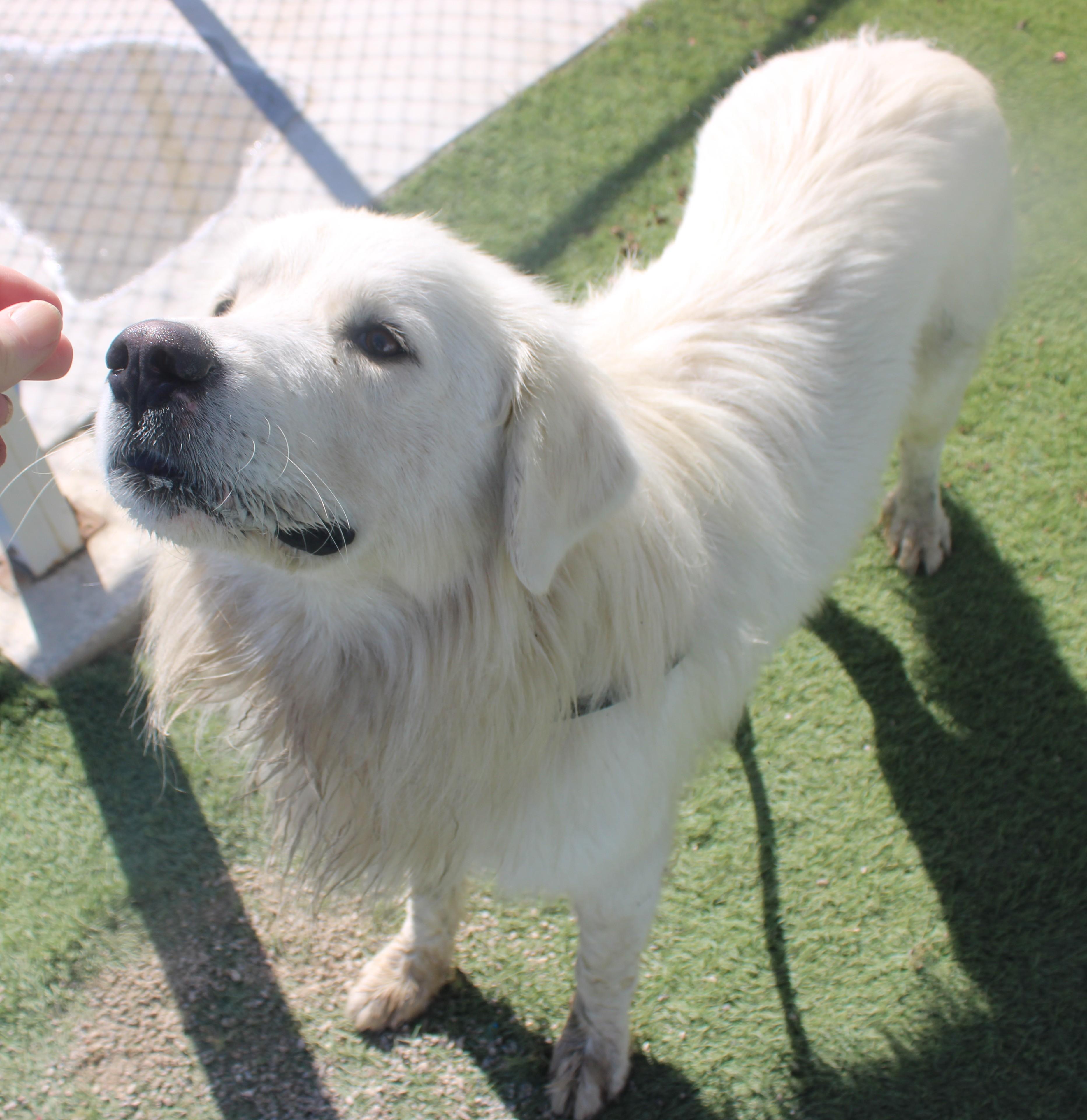 PAXTON (AVAILABLE SEPT 4), an adopted Great Pyrenees in Wasco, CA image 1/6