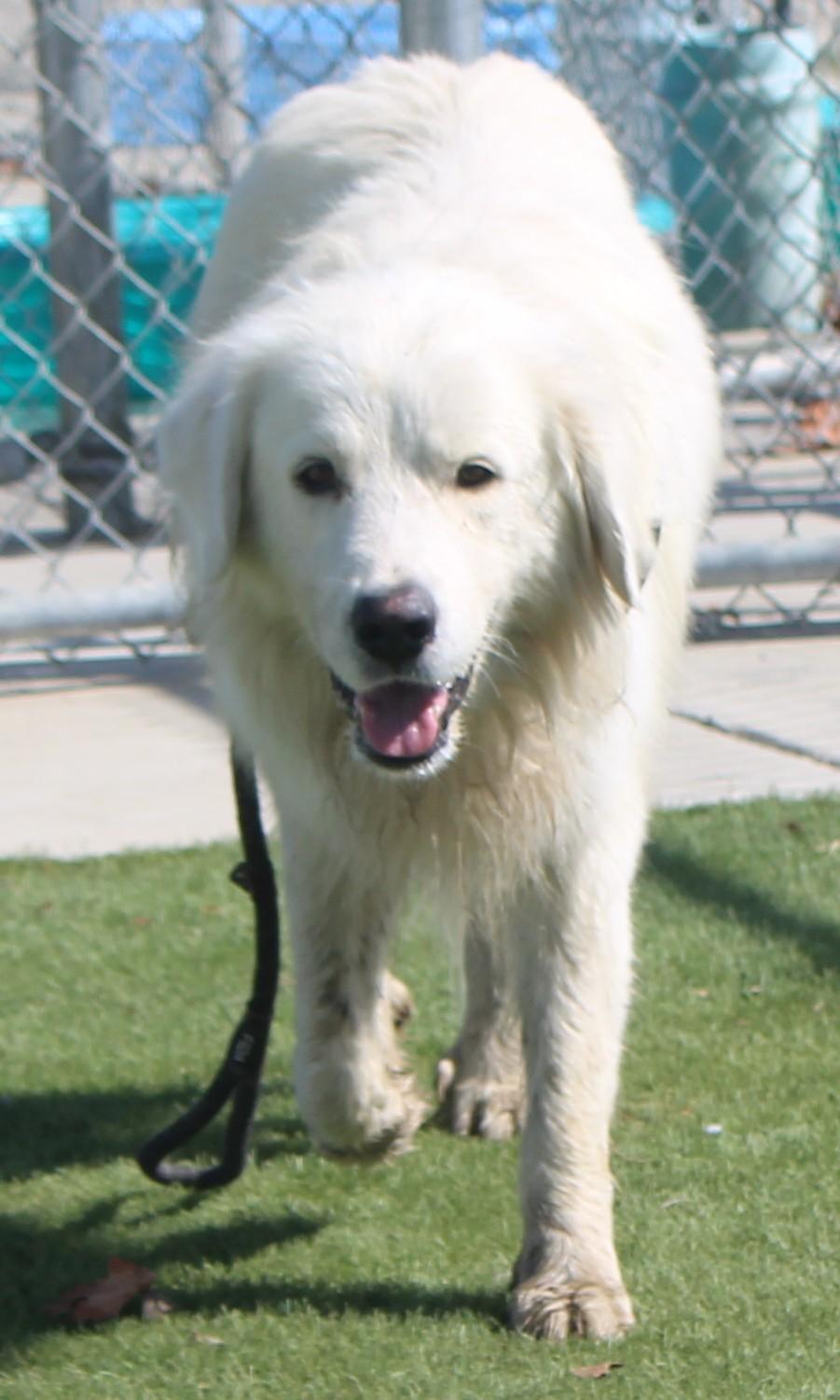 PAXTON (AVAILABLE SEPT 4), an adopted Great Pyrenees in Wasco, CA image 3/6