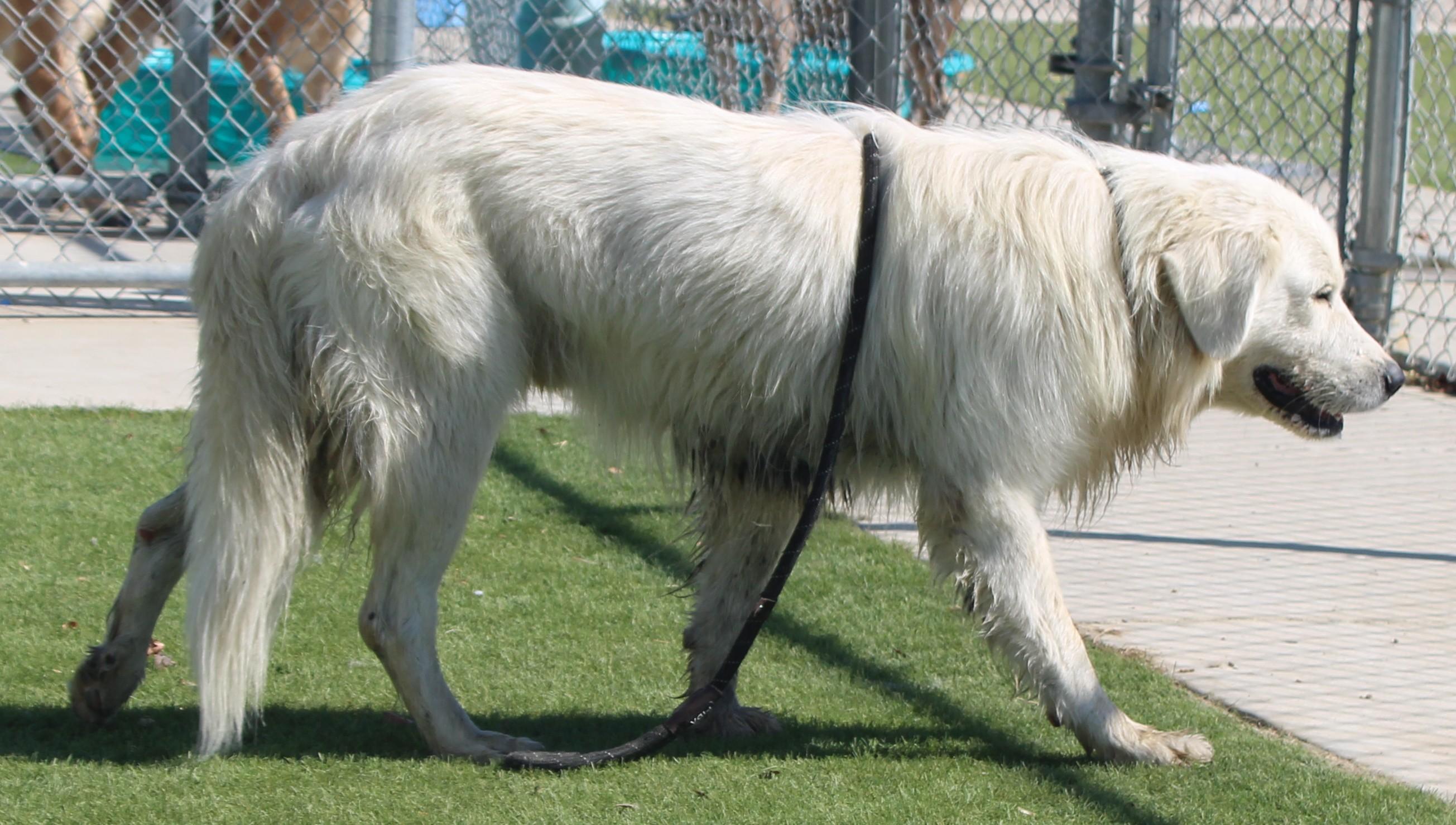 PAXTON (AVAILABLE SEPT 4), an adopted Great Pyrenees in Wasco, CA image 4/6