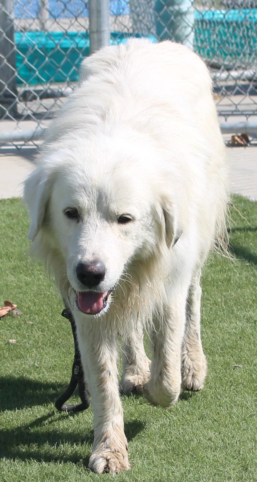 PAXTON (AVAILABLE SEPT 4), an adopted Great Pyrenees in Wasco, CA image 2/6