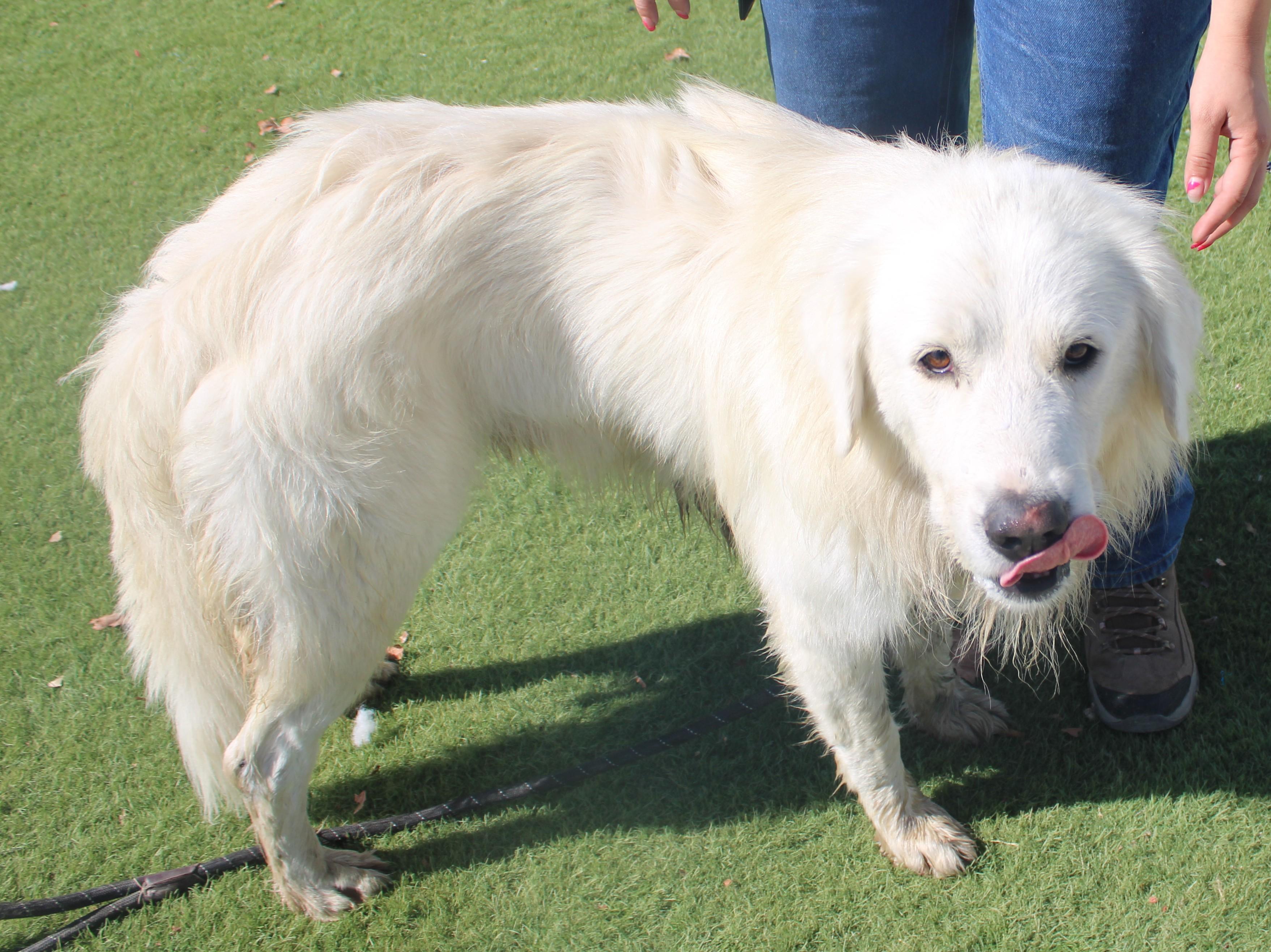 PAXTON (AVAILABLE SEPT 4), an adopted Great Pyrenees in Wasco, CA image 5/6