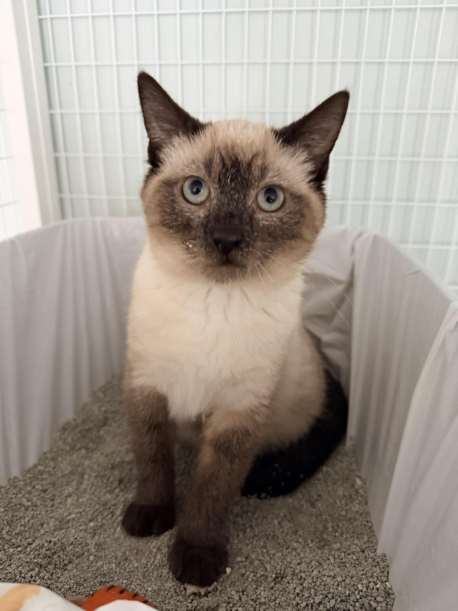 Moo Shu, ADOPTABLE, Young Male Siamese.