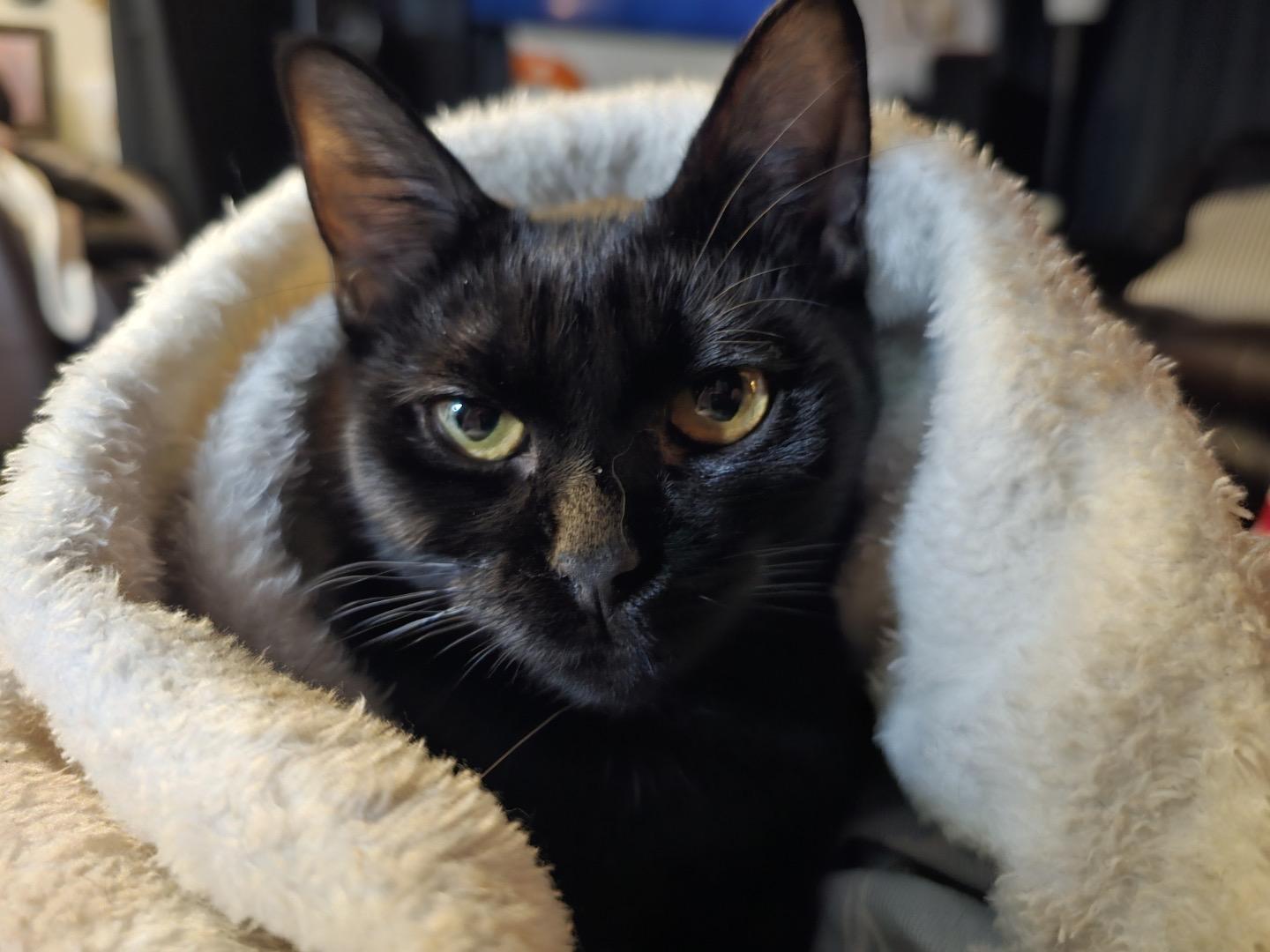 Neesie, a Adoptable mixed breed in Warwick, RI image 3/6