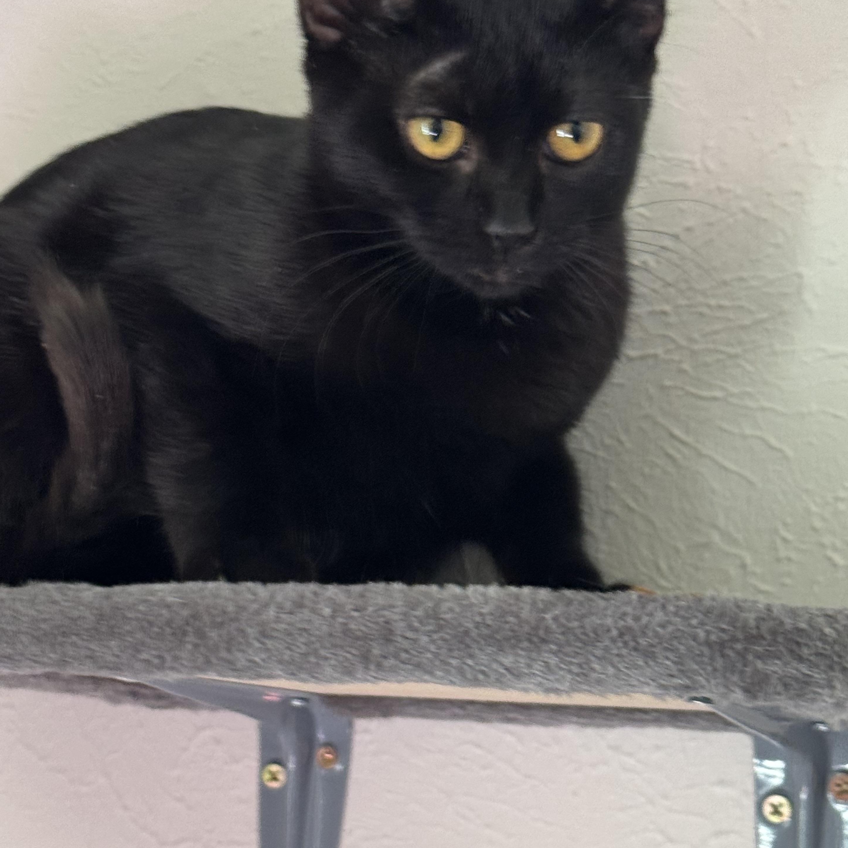 Neesie, a Adoptable mixed breed in Warwick, RI image 2/6