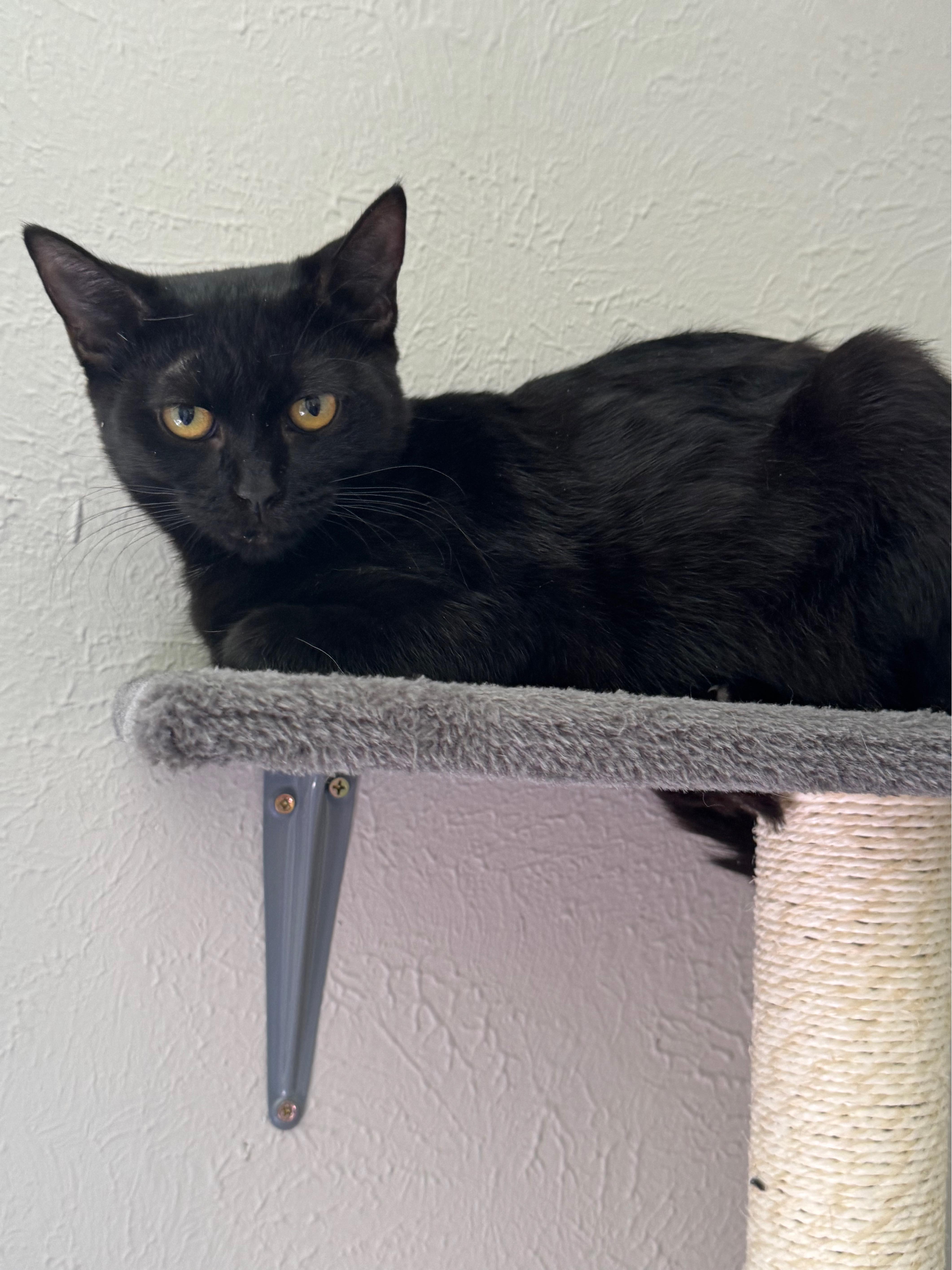 Neesie, a Adoptable mixed breed in Warwick, RI image 6/6