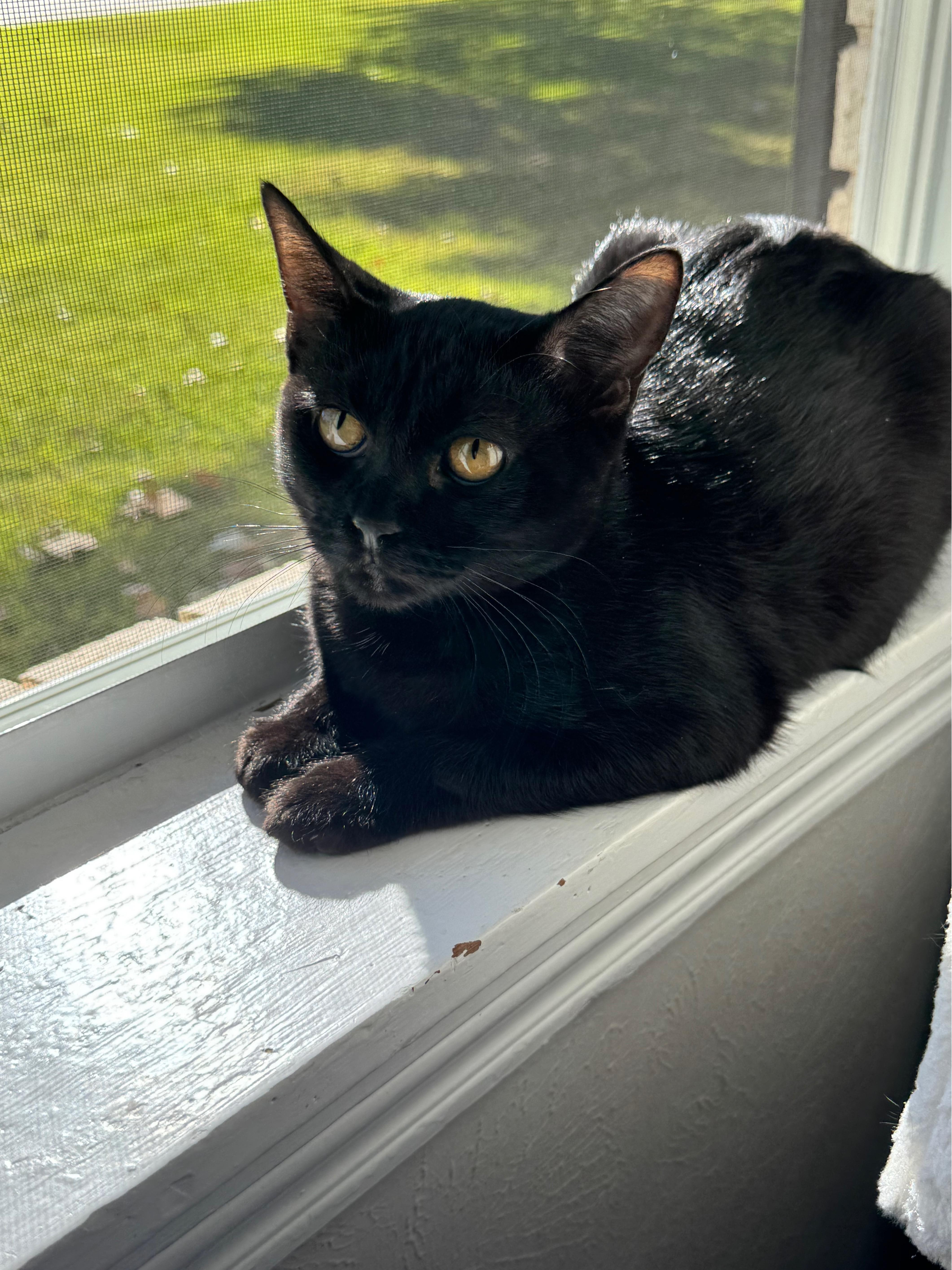 Neesie, a Adoptable mixed breed in Warwick, RI image 4/6