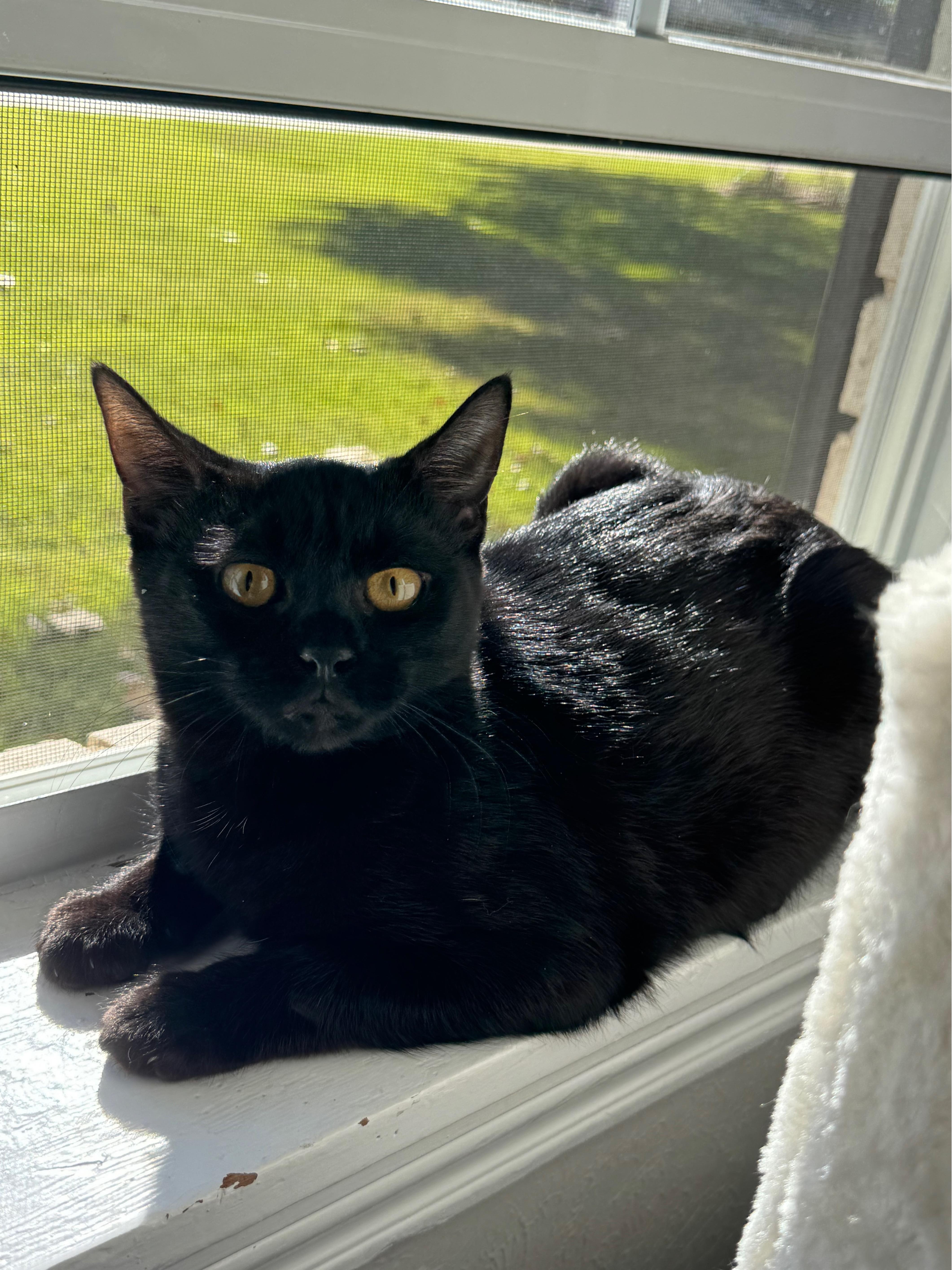 Neesie, a Adoptable mixed breed in Warwick, RI image 1/6