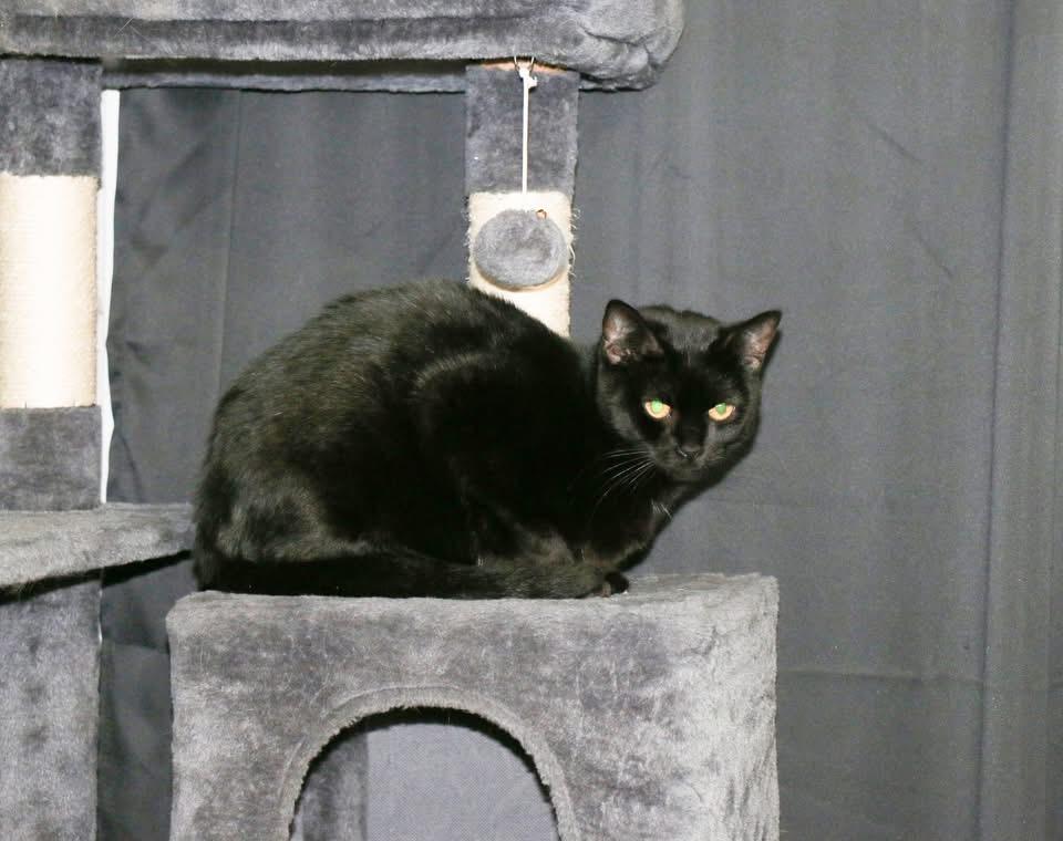 Enlarge Nissy, a Adoptable mixed breed in Warwick, RI image 4/5