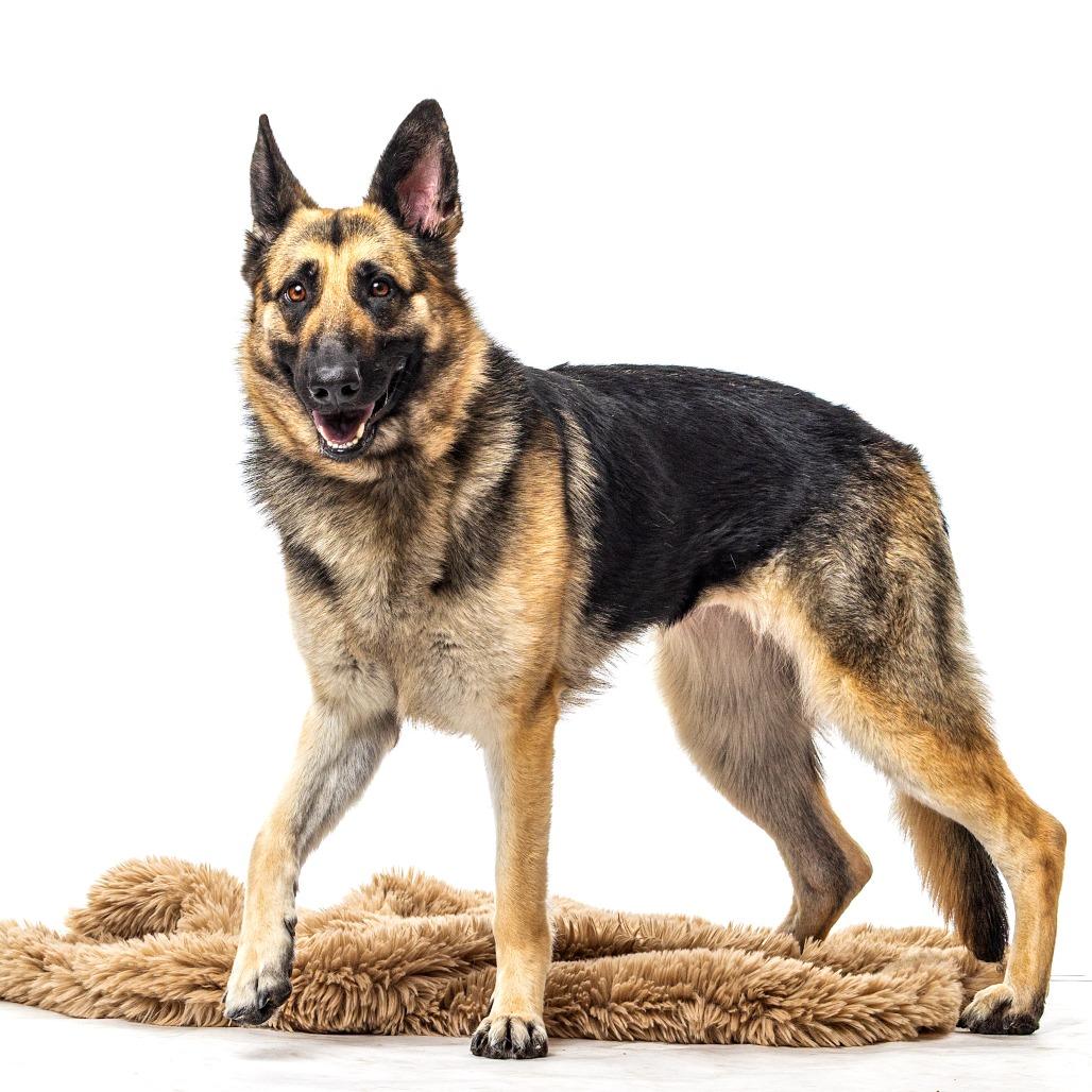 Jasmine, a Adoptable German Shepherd Dog in Reno, NV image 1/6