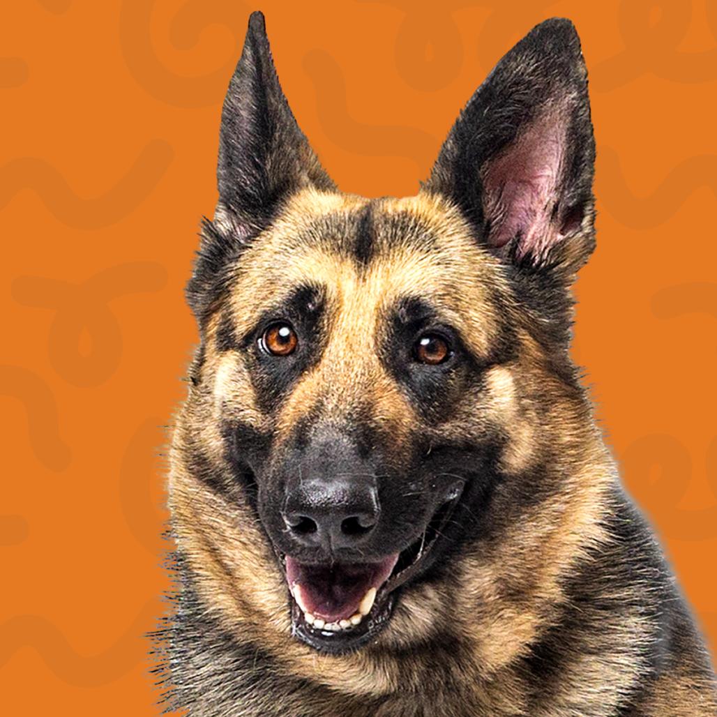 Jasmine, a Adoptable German Shepherd Dog in Reno, NV image 2/6