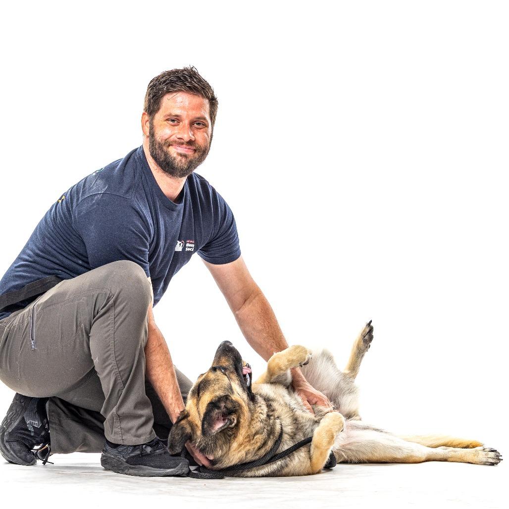 Jasmine, a Adoptable German Shepherd Dog in Reno, NV image 3/6