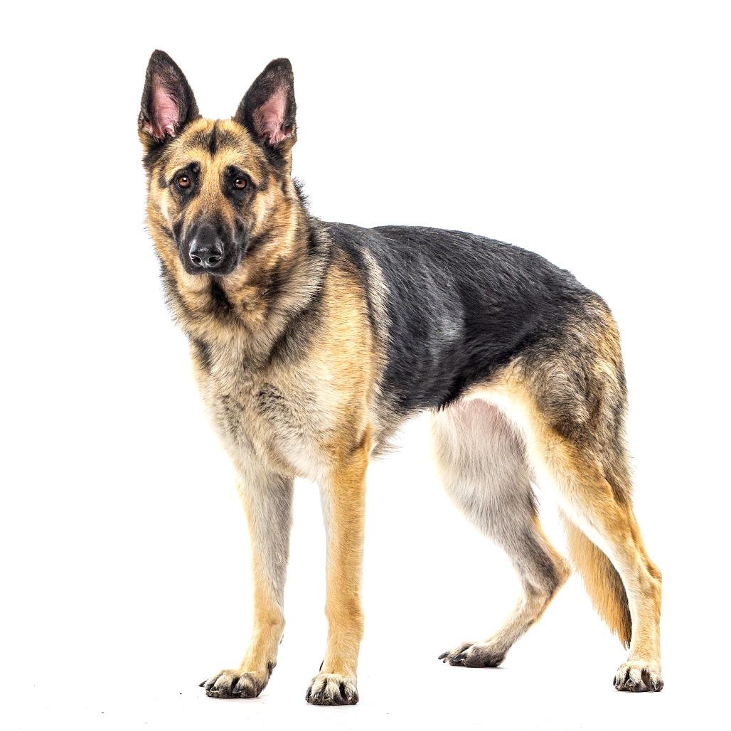 Jasmine, a Adoptable German Shepherd Dog in Reno, NV image 4/6