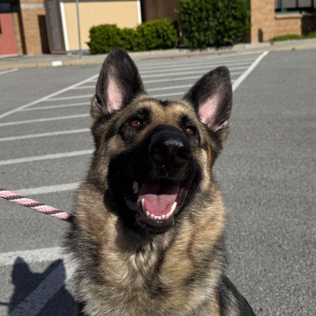 Jasmine, a Adoptable German Shepherd Dog in Reno, NV image 5/6