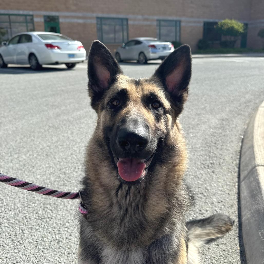 Jasmine, a Adoptable German Shepherd Dog in Reno, NV image 6/6