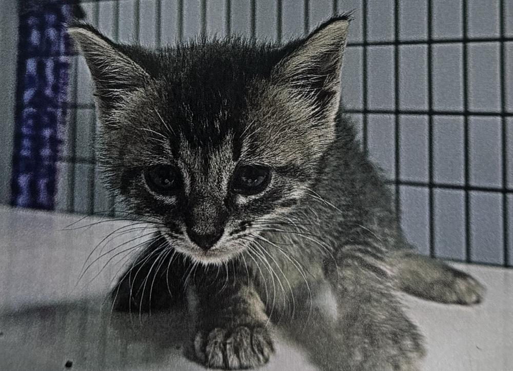 Enlarge Carnation, a Adopted Domestic Short Hair in Fort Madison, IA image 1/1