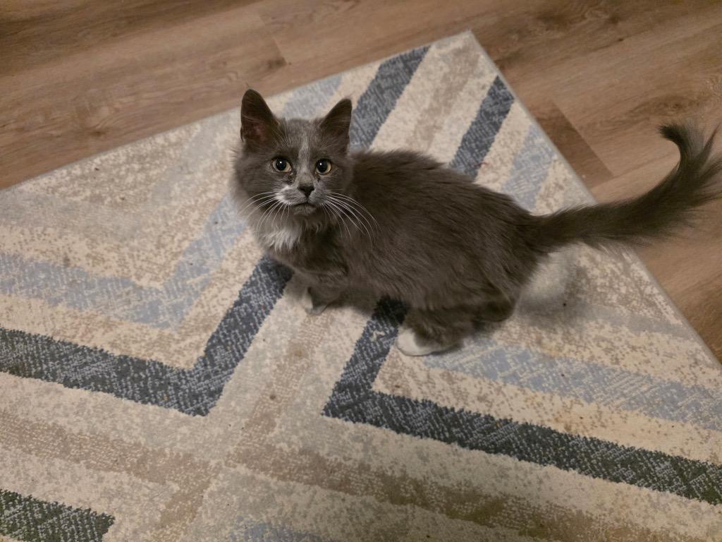 Aviatrix, a Adoptable mixed breed in Calgary, AB image 2/4