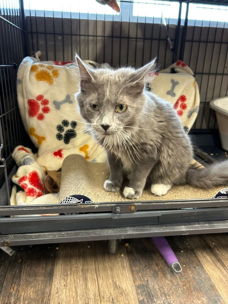 Aviatrix, a Adoptable mixed breed in Calgary, AB image 3/4