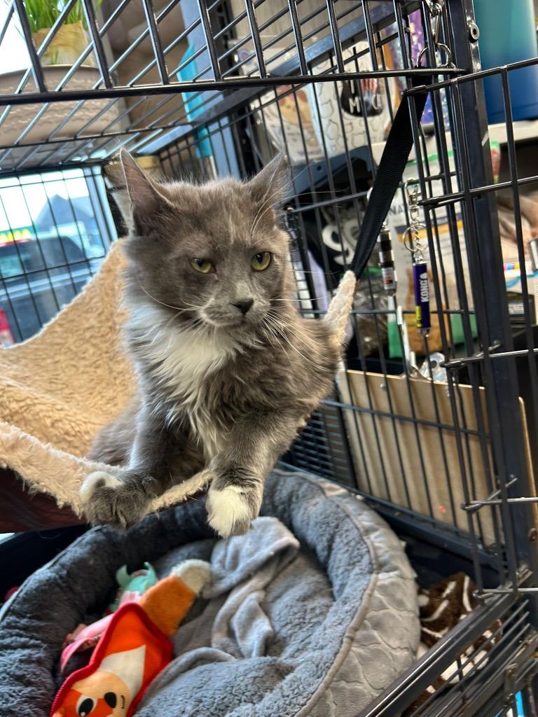 Aviatrix, a Adoptable mixed breed in Calgary, AB image 4/4