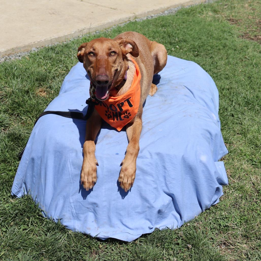 Jasmine, a Adoptable Doberman Pinscher in Ione, CA image 1/3
