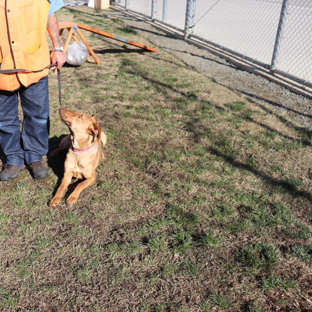 Jasmine, a Adoptable Doberman Pinscher in Ione, CA image 2/3