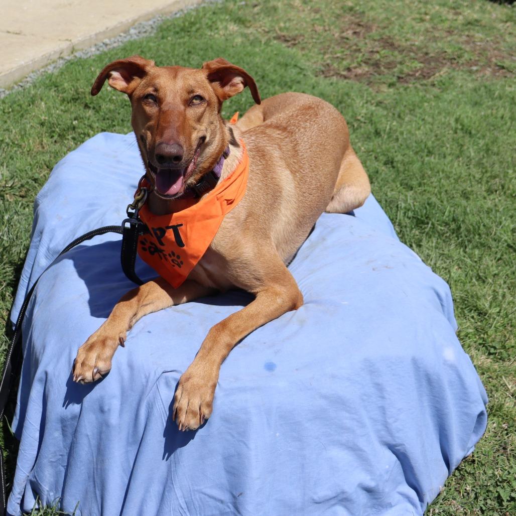 Enlarge Jasmine, a Adoptable Doberman Pinscher in Ione, CA image 1/3