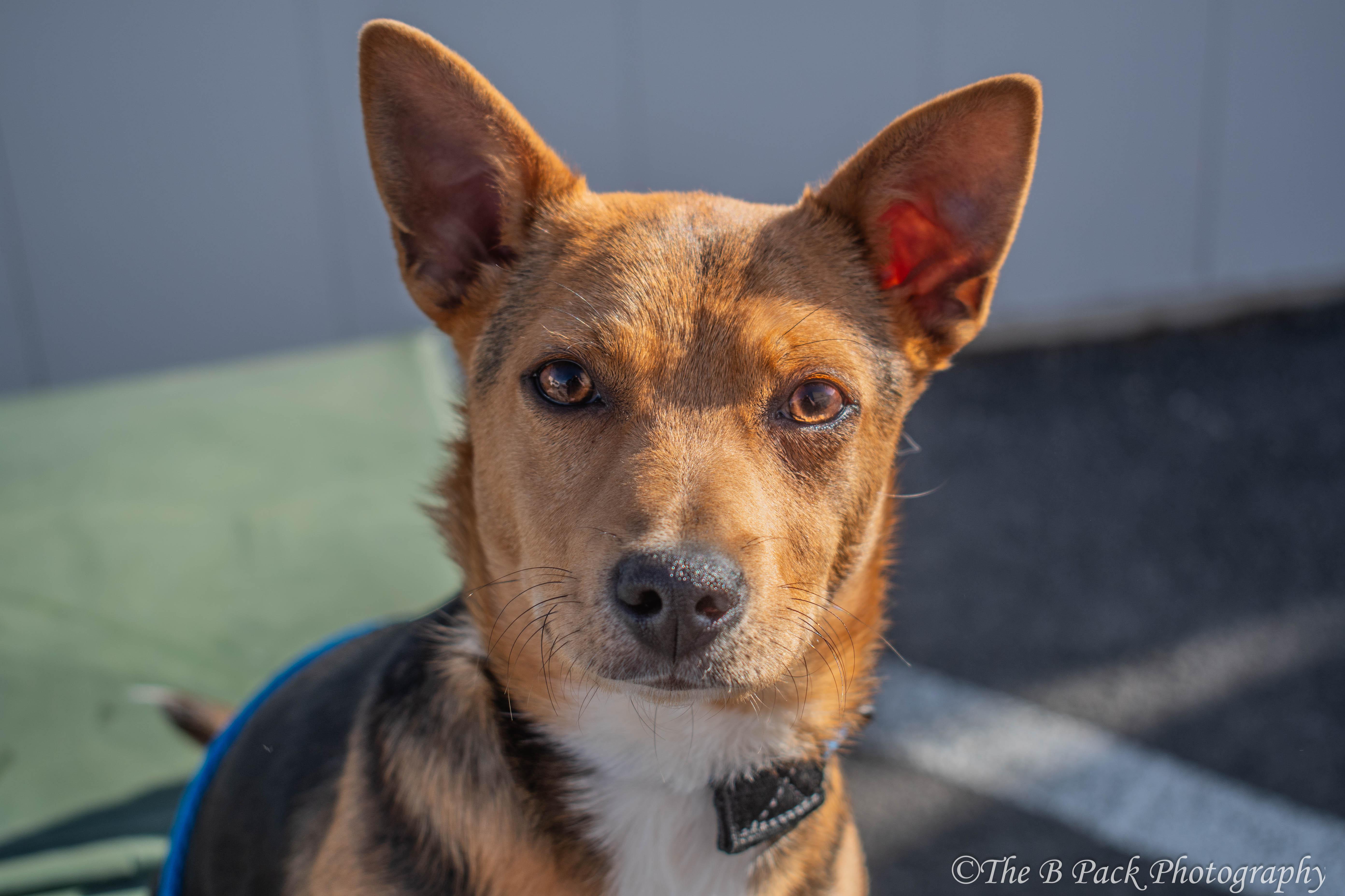 Enlarge Tony, an adopted mixed breed in Orem, UT image 3/3