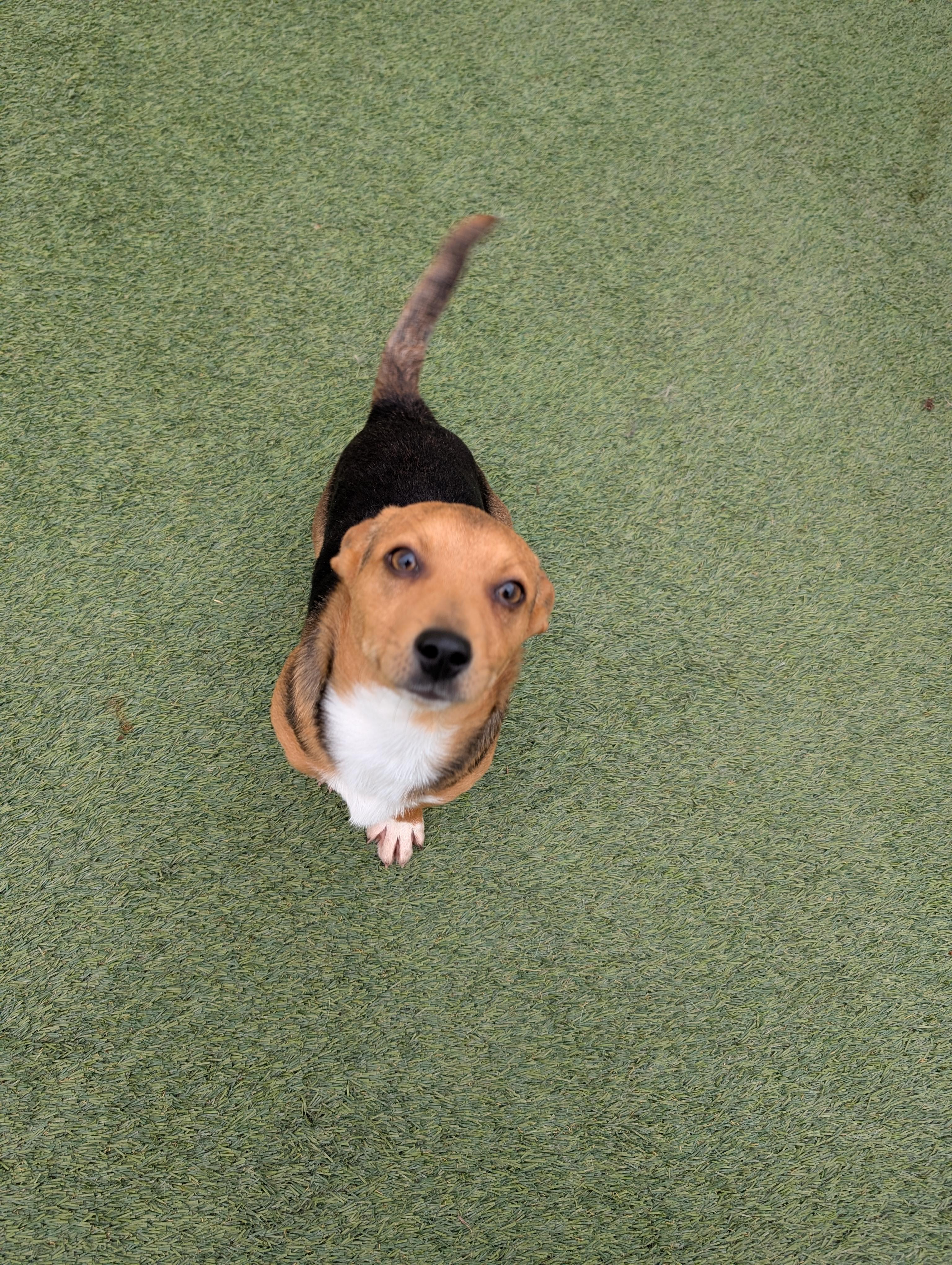 Enlarge Tony, a ADOPTABLE mixed breed in Orem, UT image 1/1