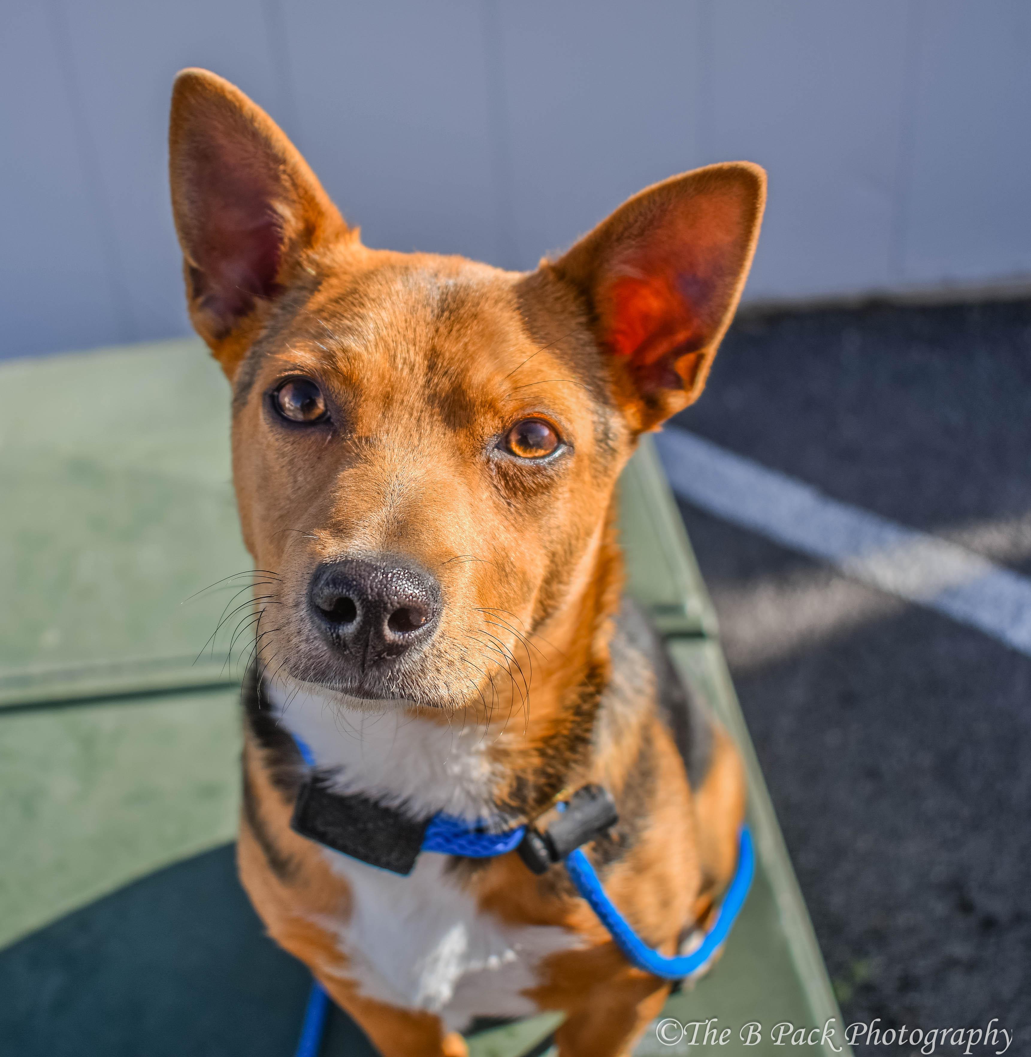 Tony, adopted, Puppy Male Chihuahua.