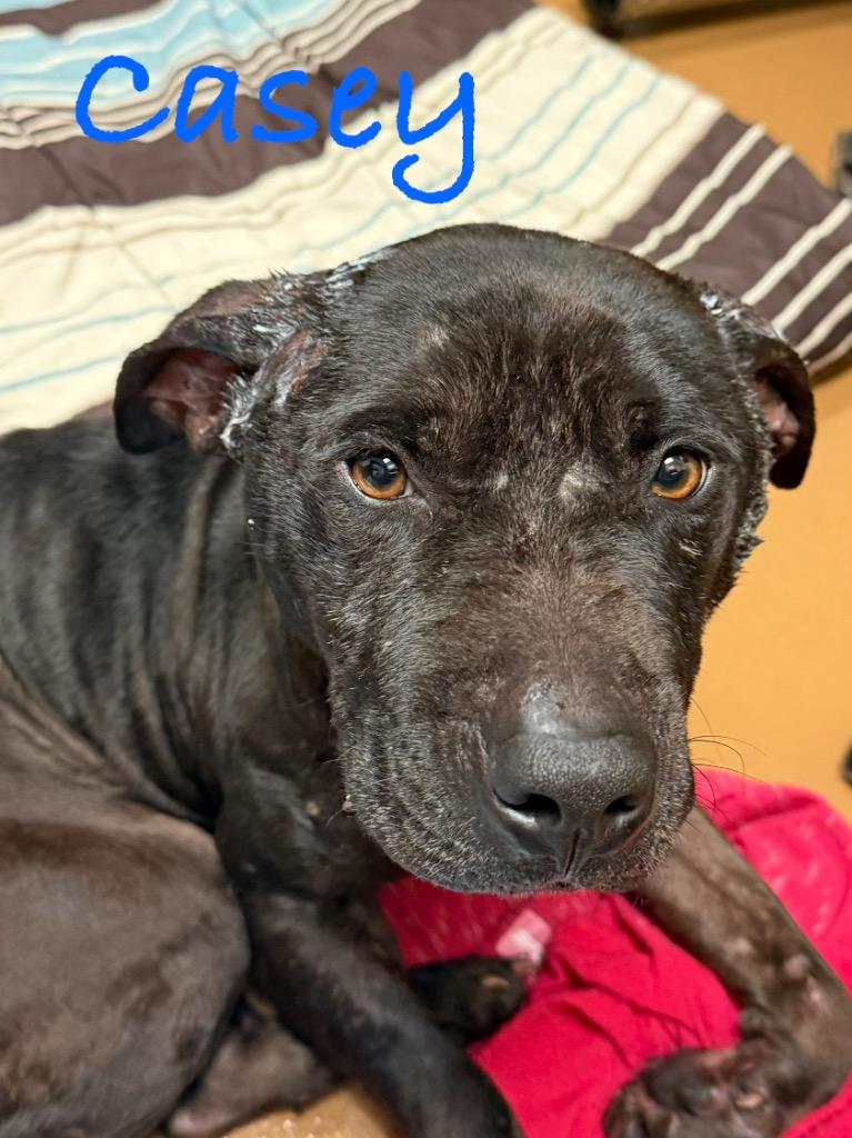 Enlarge Casey, a Adoptable Pit Bull Terrier in Fort Pierce, FL image 1/1