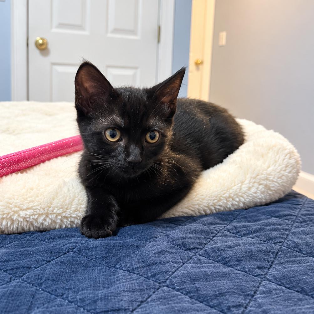 Memphis, Adopted, Kitten Female Domestic Short Hair.