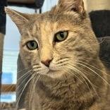Amren, Adoptable, Adult Female Domestic Short Hair.