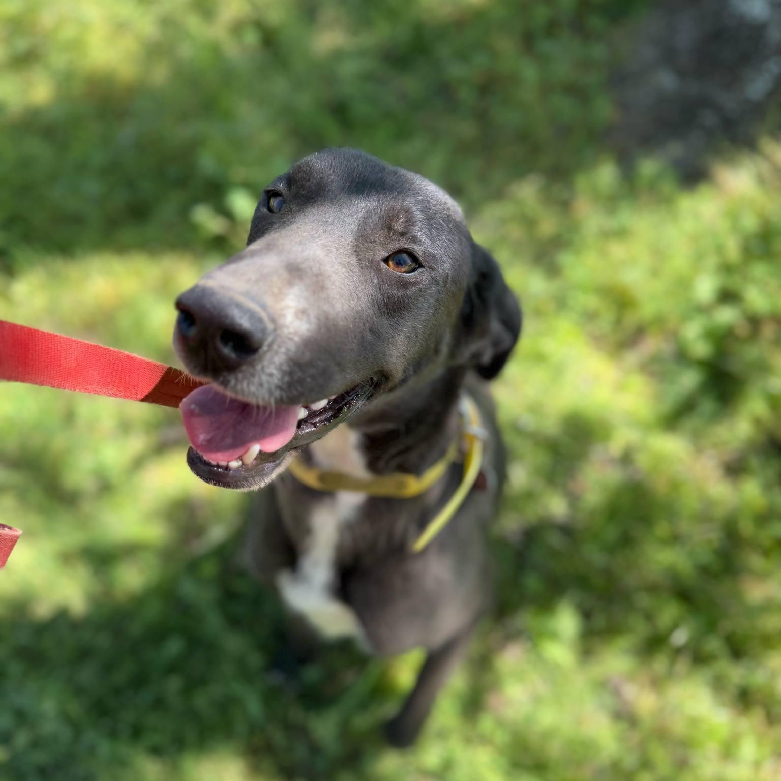 Millie, Adoptable, Young Female Great Dane & Mountain Cur.