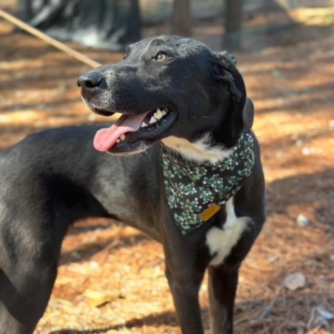 Millie, a Adoptable mixed breed in Cedar Rapids, IA image 4/6