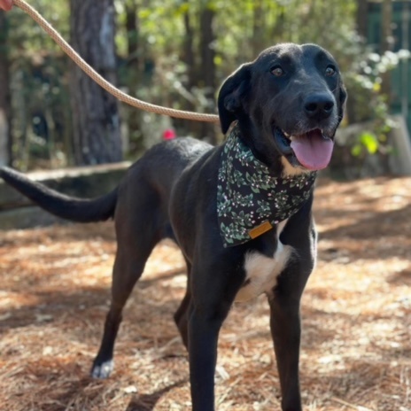 Millie, a Adoptable mixed breed in Cedar Rapids, IA image 5/6