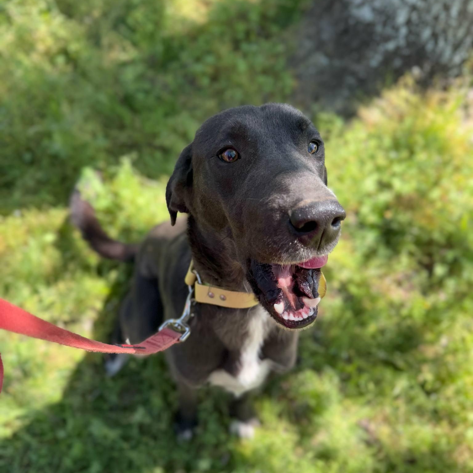 Millie, a Adoptable mixed breed in Cedar Rapids, IA image 6/6