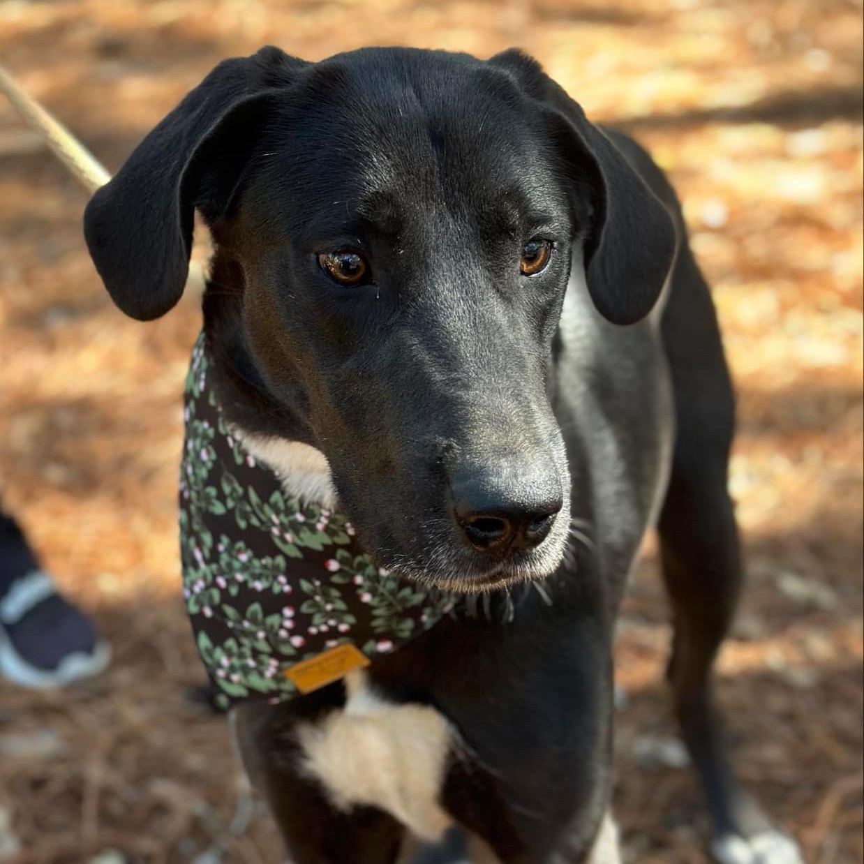 Millie, a Adoptable mixed breed in Cedar Rapids, IA image 3/6