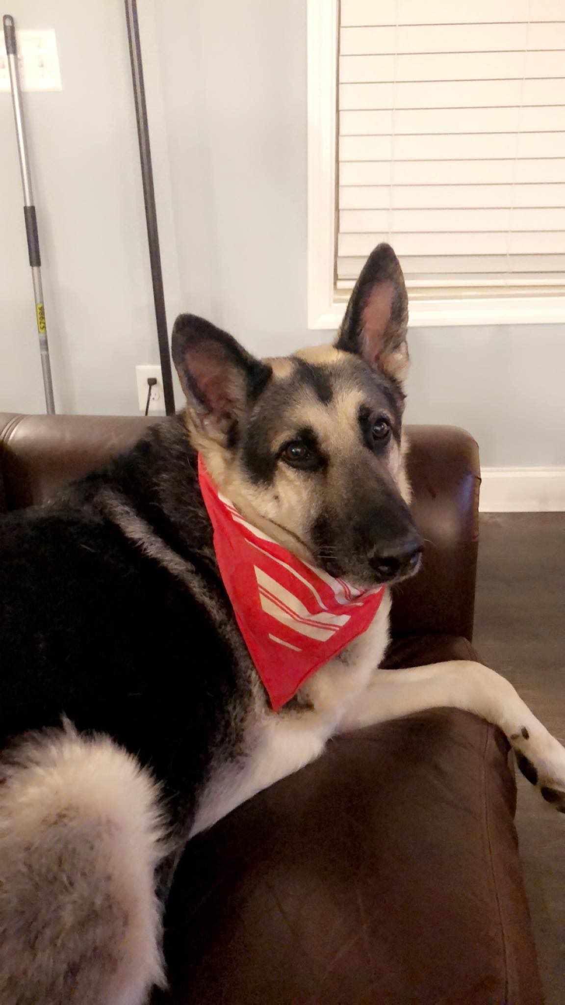 Enlarge Ranger, a Adoptable German Shepherd Dog in Columbus, IN image 1/3