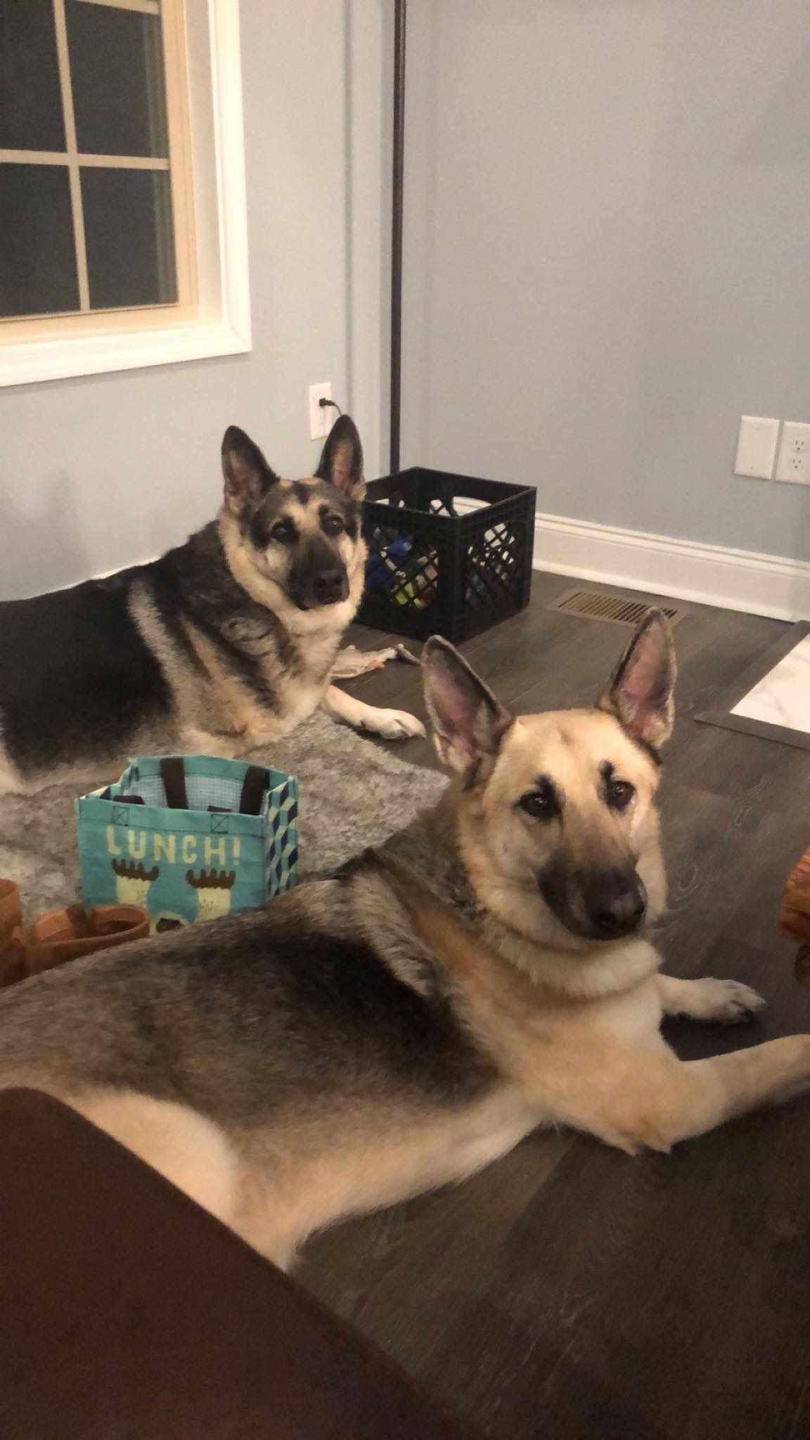 Enlarge Ranger, a Adoptable German Shepherd Dog in Columbus, IN image 2/3