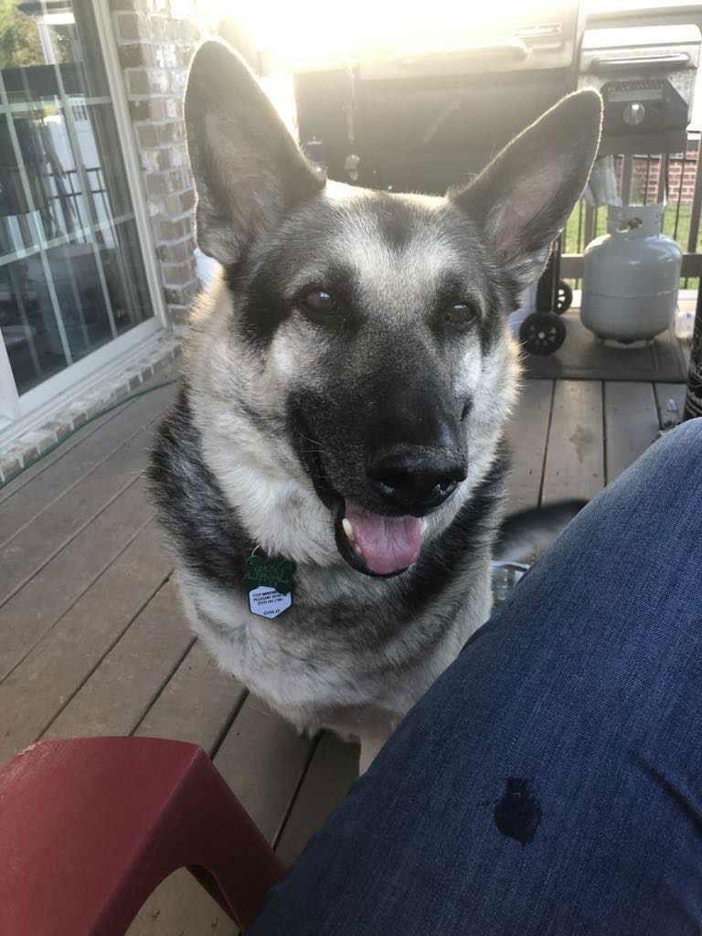 Enlarge Ranger, a Adoptable German Shepherd Dog in Columbus, IN image 3/3