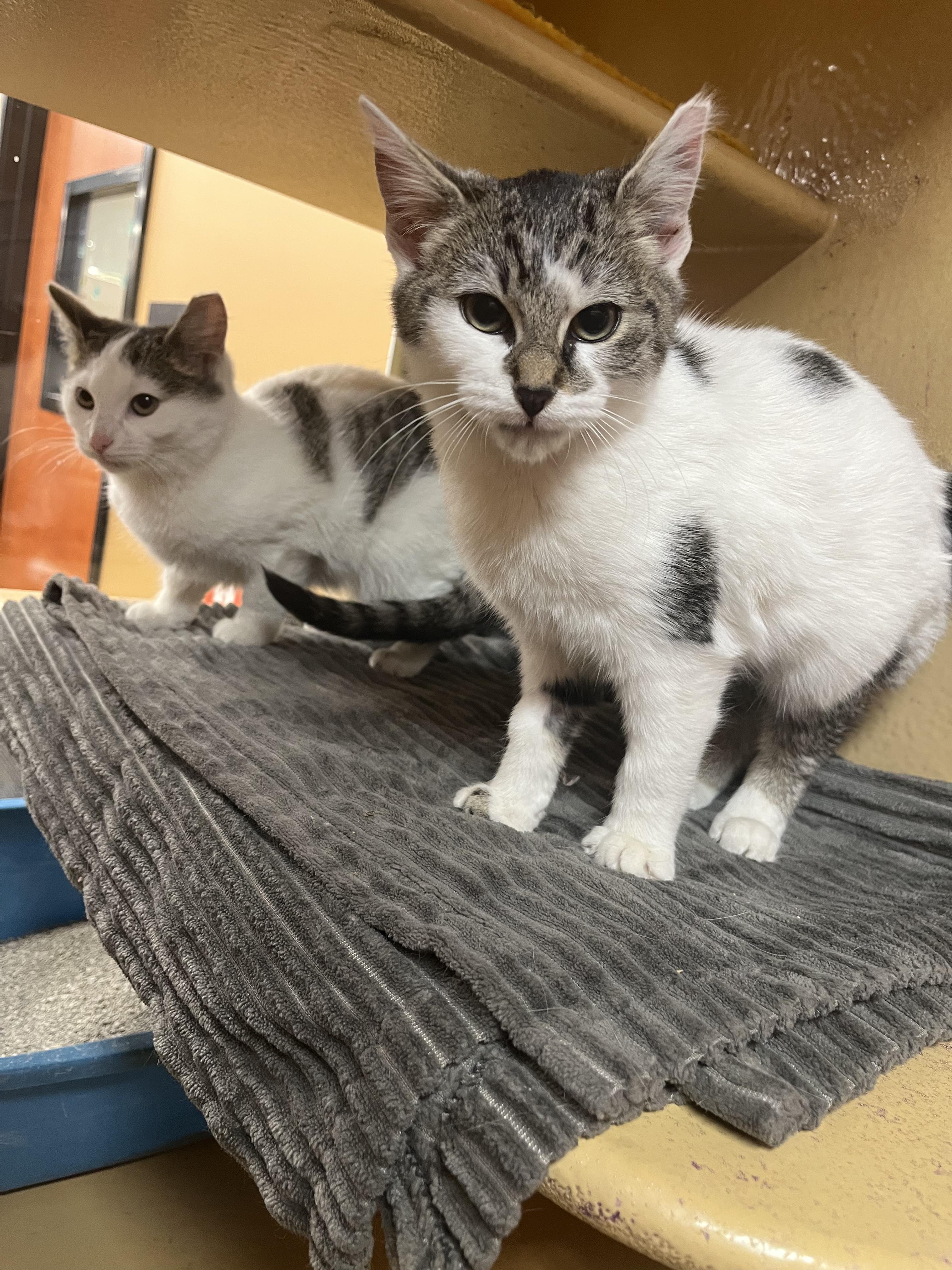 Brioche, Adoptable, Kitten Female Domestic Short Hair.